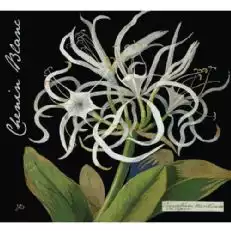 Vini Botanica Mary Delany Chenin Blanc