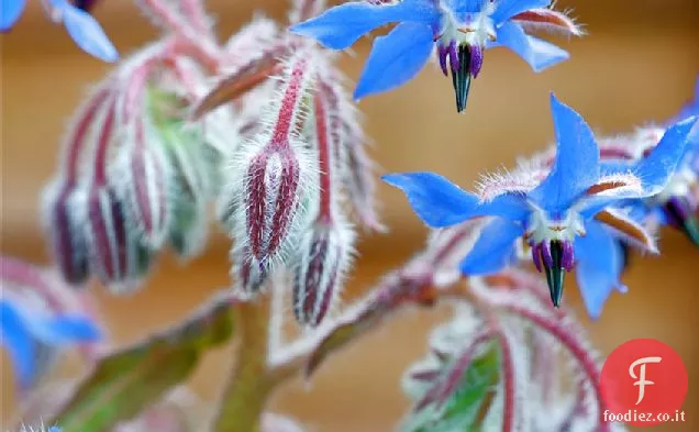 Carota estiva in salamoia, gravalax di salmone e borragine