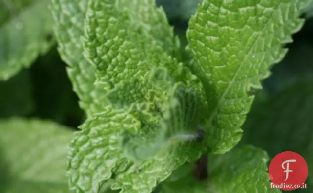 Menta e Verde Cile Granita