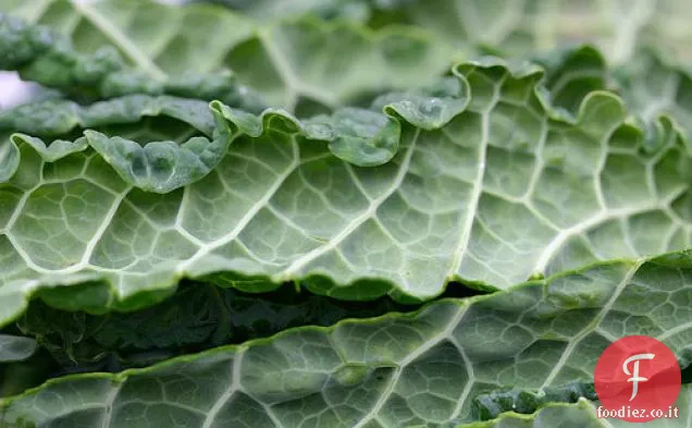 Kale: Il mostro verde frondoso