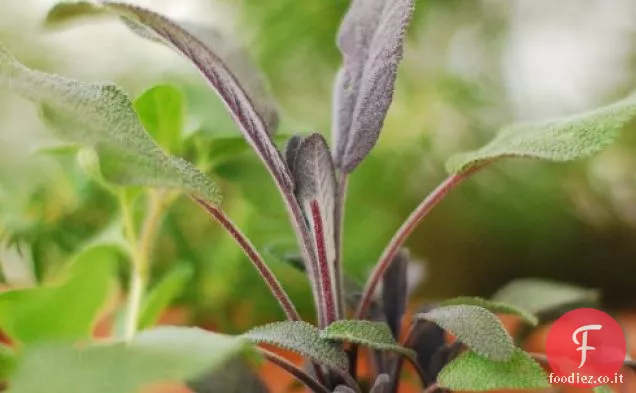 Filetto di maiale ripieno di salvia con glassa di senape al miele
