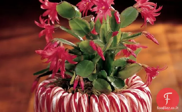Fioriera di canna di caramella