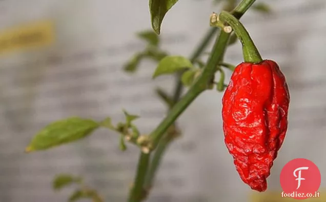 Serious Heat: cosa fare con Bhut Jolokia, il Cile più caldo del mondo
