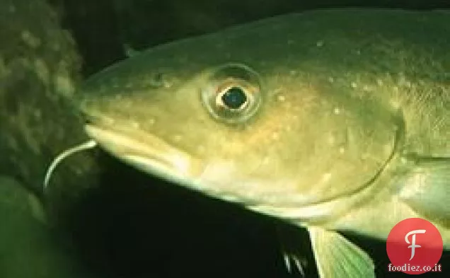 Classico basco Bacalao Vizcaína de Bahía Biscaglia