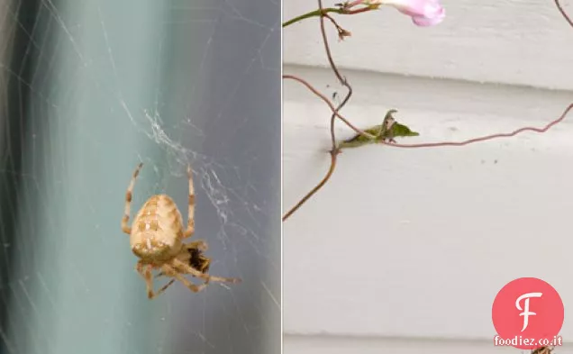 Ricetta zuppa di lenticchie rosse