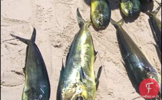 Greco Mahi Mahi