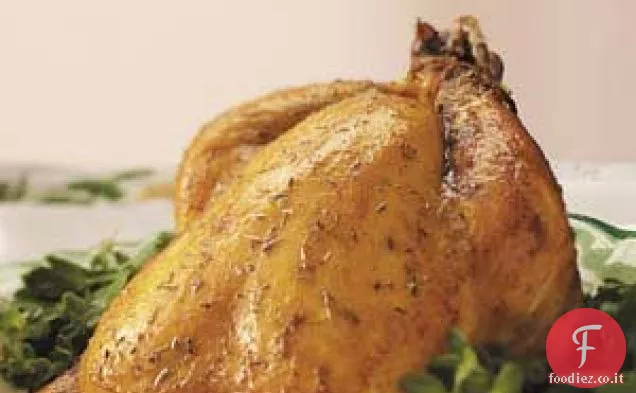 Gallina della Cornovaglia vestita