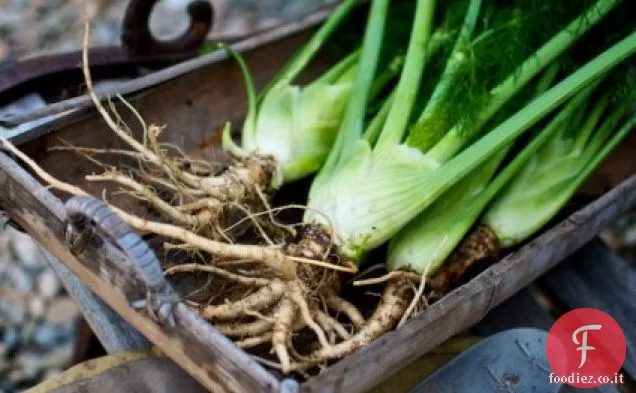 Ricetta di bulbi di finocchio alla griglia