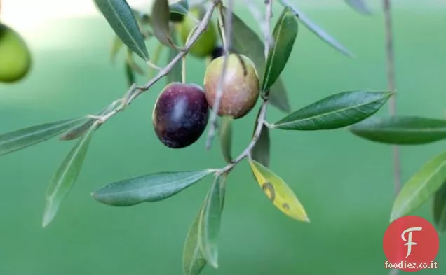 Braciole di maiale alla griglia con mela-mirtillo Maple Glaze Ricetta