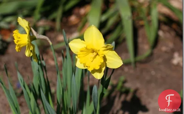 Coconut Sciroppo d'acero Vegan Overnight Oats