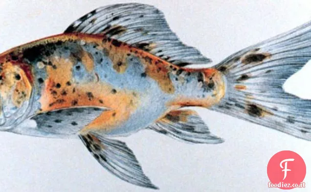 Francese in un lampo: Trout En Papillotte