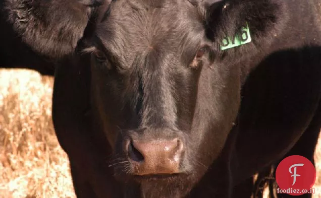 Bistecche di ferro piatto di whisky