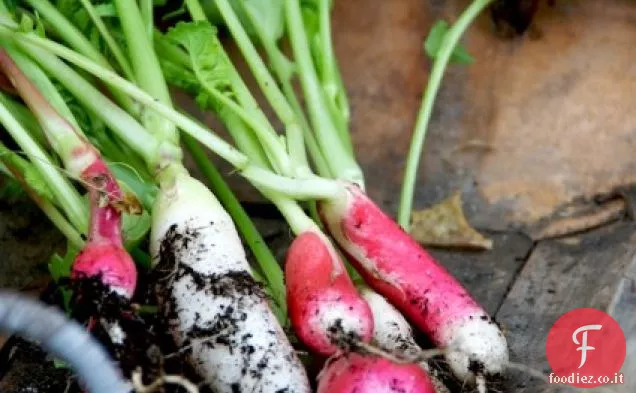 Insalata di rucola e ravanello con pancetta di maiale brasata calda