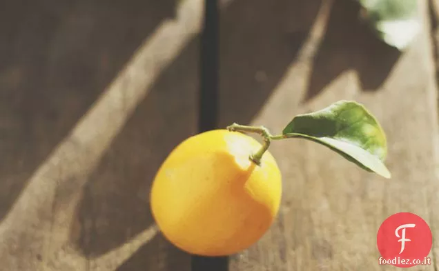 Meyer Lemon Curd + Crema Focaccine