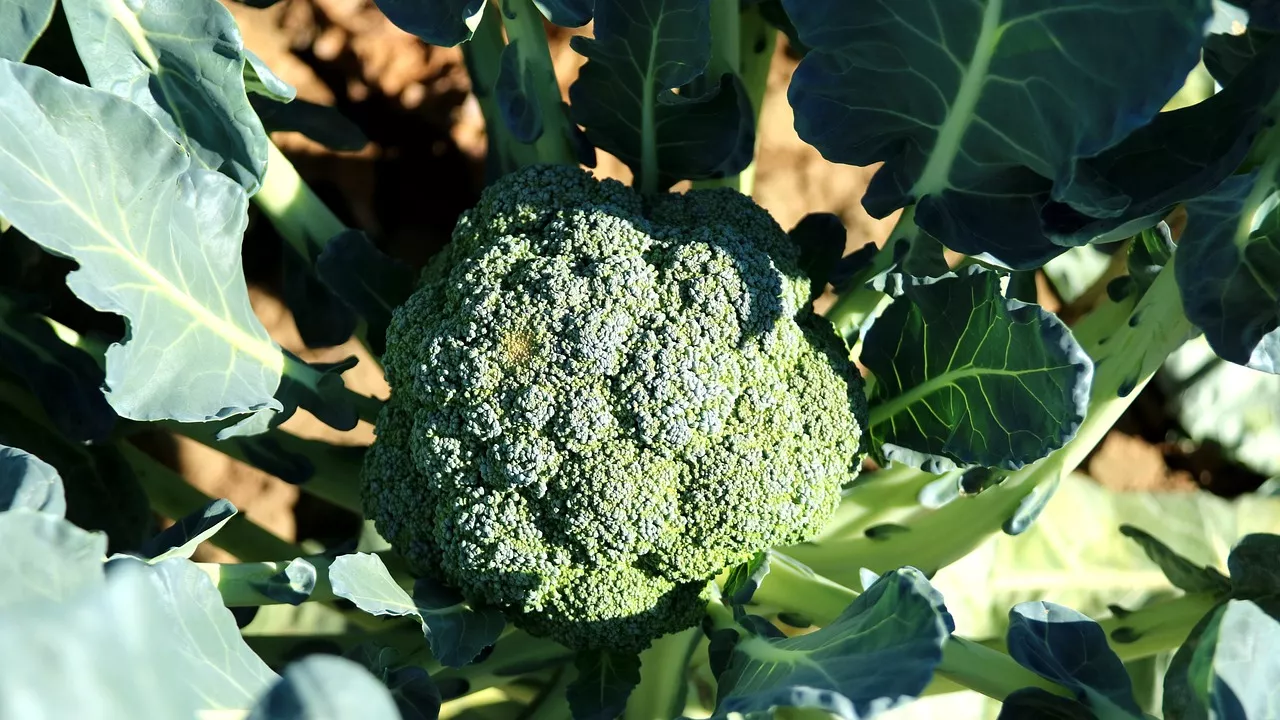 Insalata di broccoli cavolfiori Pepita