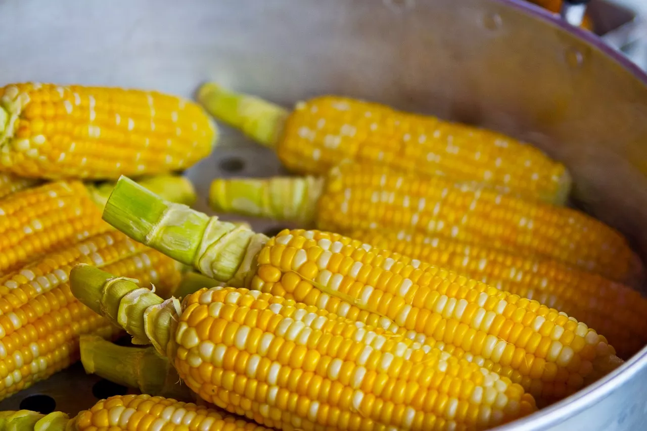 Ricette pannocchie di mais: idee facili e deliziose per la tua prossima grigliata